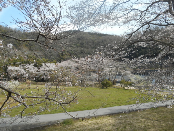 たけべの桜