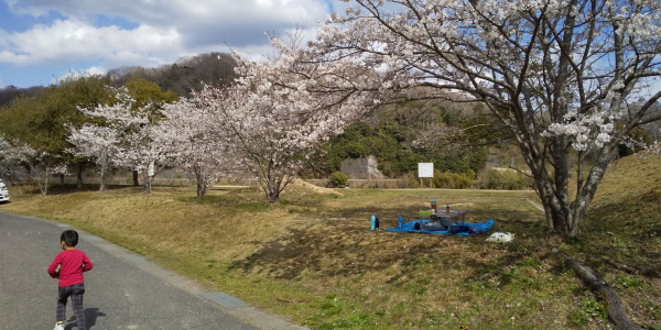 桜散策