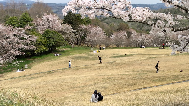 はっぽね桜まつり