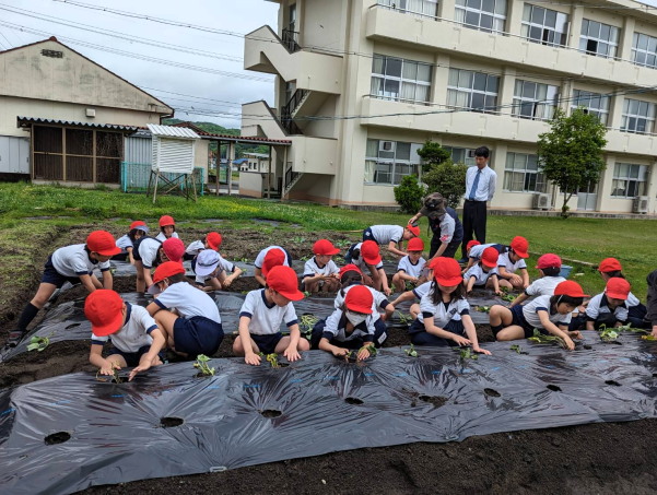 建部小のサツマイモ植え