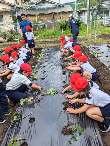 建部小のサツマイモ植え