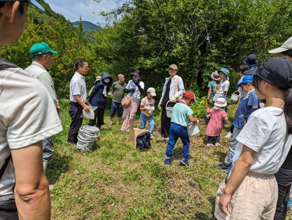 田植えに梅獲り