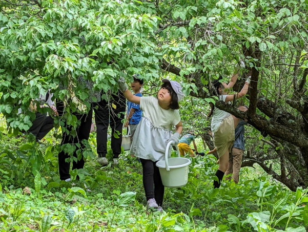 田植えに梅獲り