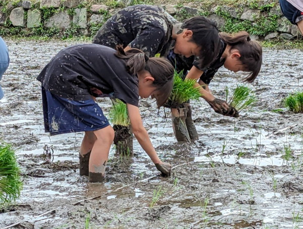 田植えに梅獲り