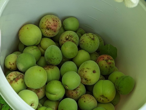 田植えに梅獲り