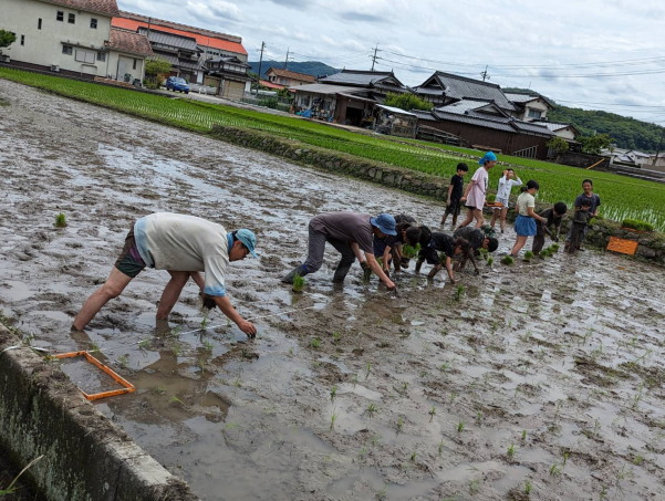 田植えに梅獲り