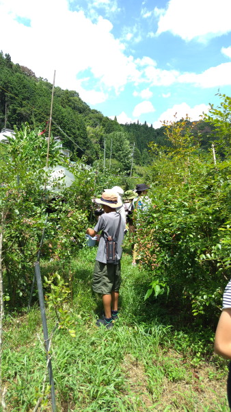 サマースクール