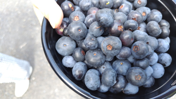 サマースクール