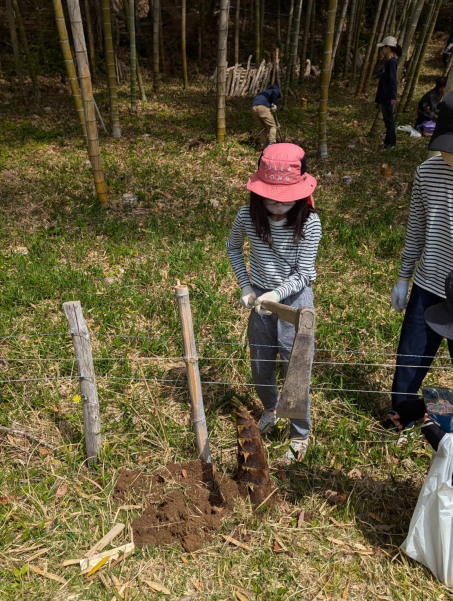 タケノコ掘り